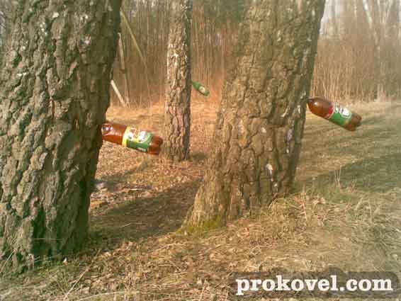 Ковельський держлісгосп активно заготовляє березовий сік