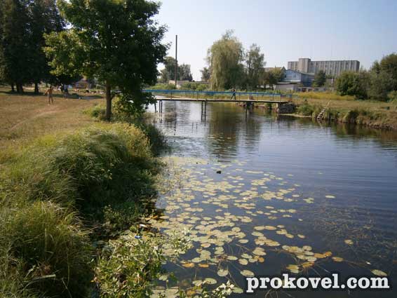 Ковель мертва риба Турія