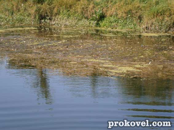 Ковель мертва риба Турія