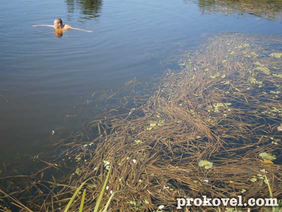 Ковель мертва риба Турія