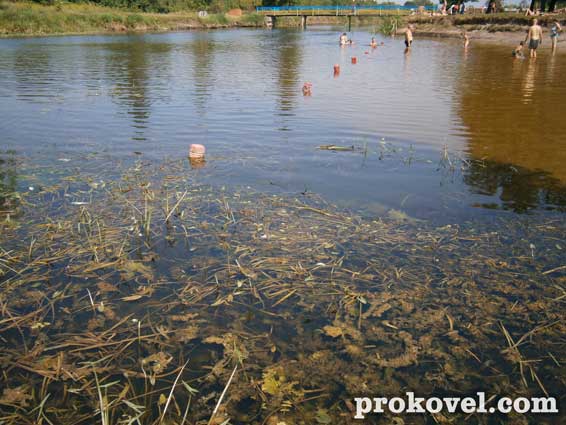Ковель мертва риба Турія