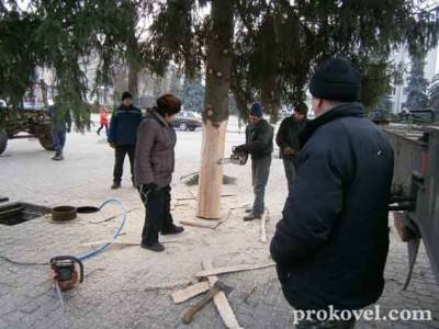 У Ковелі встановили головну ялинку міста